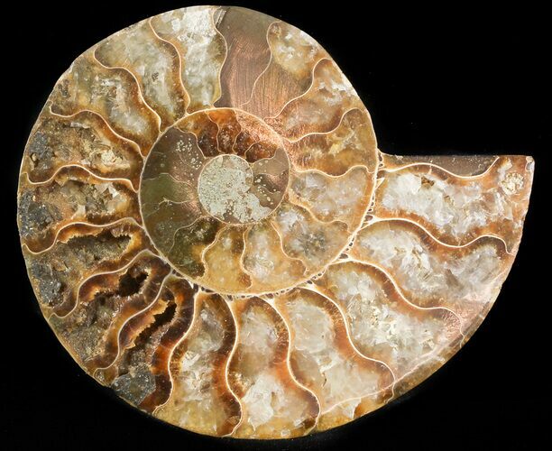 Agatized Ammonite Fossil (Half) #46530